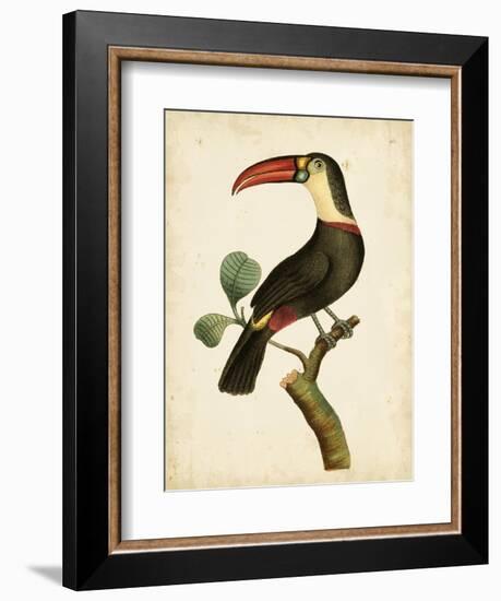 Nodder Tropical Bird III-Frederick P. Nodder-Framed Art Print