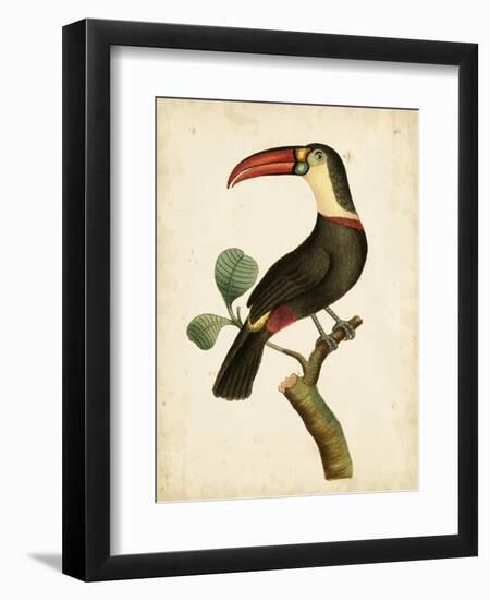 Nodder Tropical Bird III-Frederick P. Nodder-Framed Art Print