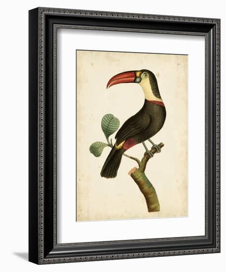 Nodder Tropical Bird III-Frederick P. Nodder-Framed Art Print