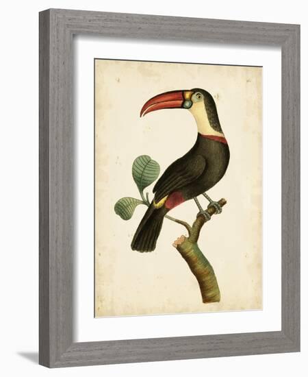 Nodder Tropical Bird III-Frederick P. Nodder-Framed Art Print