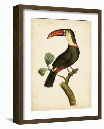 Nodder Tropical Bird III-Frederick P. Nodder-Framed Art Print