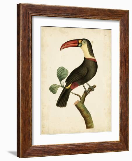 Nodder Tropical Bird III-Frederick P. Nodder-Framed Art Print