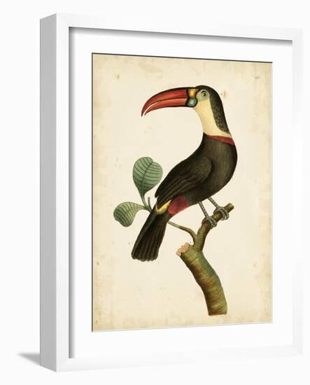 Nodder Tropical Bird III-Frederick P. Nodder-Framed Art Print