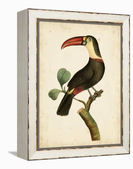 Nodder Tropical Bird III-Frederick P. Nodder-Framed Stretched Canvas