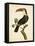 Nodder Tropical Bird III-Frederick P. Nodder-Framed Stretched Canvas