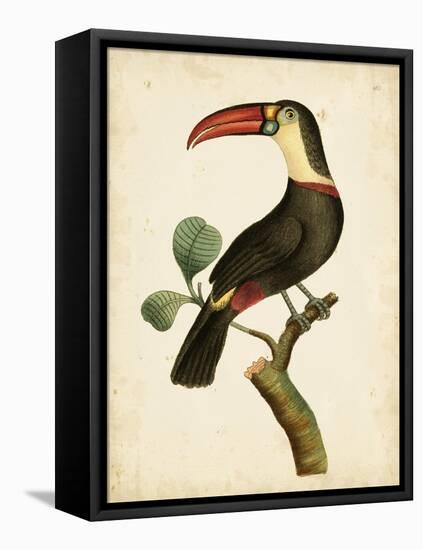 Nodder Tropical Bird III-Frederick P. Nodder-Framed Stretched Canvas