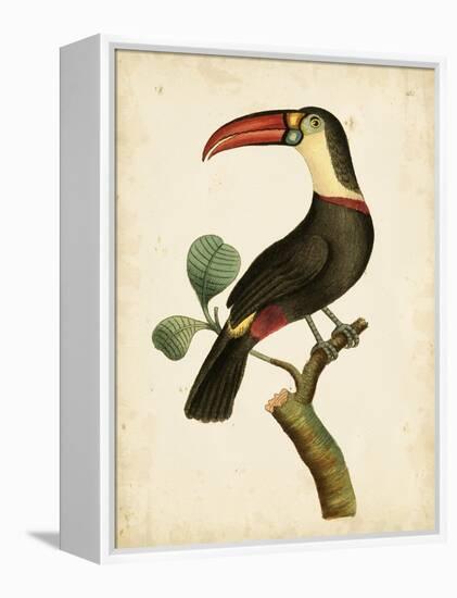 Nodder Tropical Bird III-Frederick P. Nodder-Framed Stretched Canvas