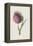 Nodding Thistle (Chromolitho)-Frederick Edward Hulme-Framed Premier Image Canvas