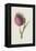 Nodding Thistle (Chromolitho)-Frederick Edward Hulme-Framed Premier Image Canvas