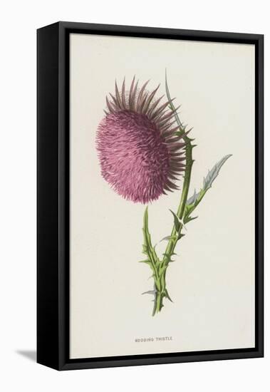 Nodding Thistle (Chromolitho)-Frederick Edward Hulme-Framed Premier Image Canvas