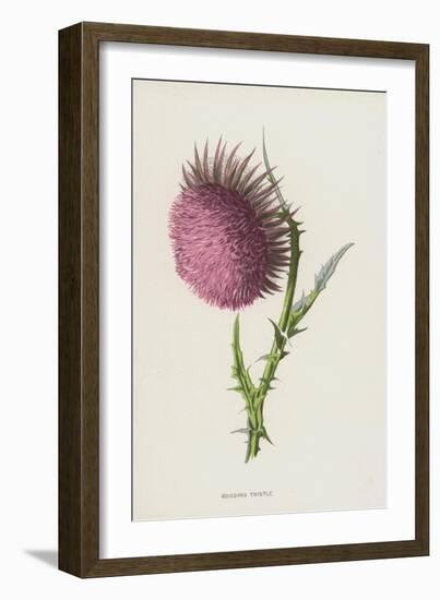 Nodding Thistle (Chromolitho)-Frederick Edward Hulme-Framed Giclee Print