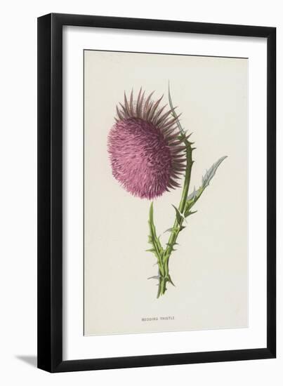 Nodding Thistle (Chromolitho)-Frederick Edward Hulme-Framed Giclee Print