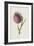 Nodding Thistle (Chromolitho)-Frederick Edward Hulme-Framed Giclee Print