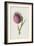 Nodding Thistle (Chromolitho)-Frederick Edward Hulme-Framed Giclee Print