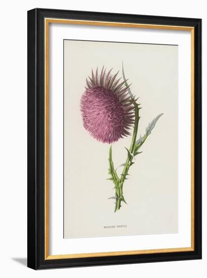 Nodding Thistle (Chromolitho)-Frederick Edward Hulme-Framed Giclee Print