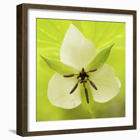 Nodding Trillium in Great Smoky Mountains National Park, Tennessee-Melissa Southern-Framed Photographic Print