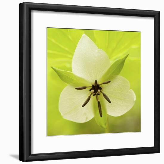 Nodding Trillium in Great Smoky Mountains National Park, Tennessee-Melissa Southern-Framed Photographic Print