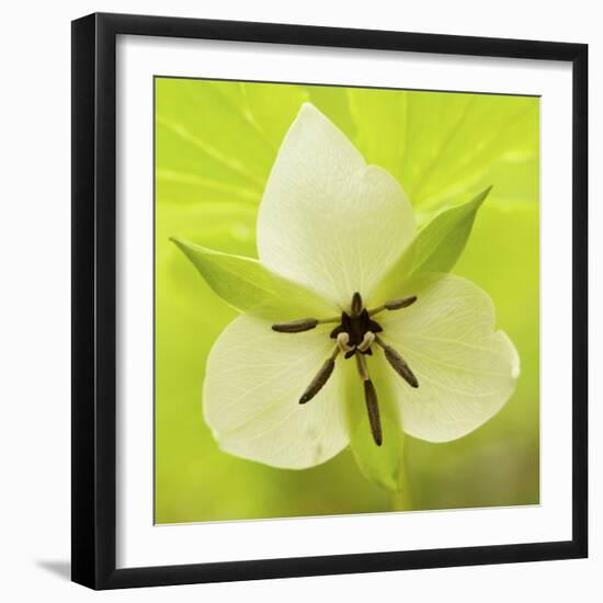 Nodding Trillium in Great Smoky Mountains National Park, Tennessee-Melissa Southern-Framed Photographic Print