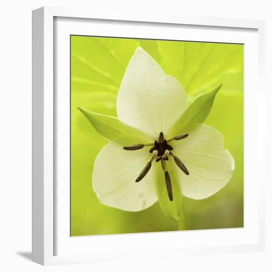 Nodding Trillium in Great Smoky Mountains National Park, Tennessee-Melissa Southern-Framed Photographic Print