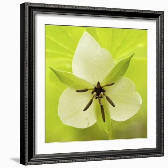 Nodding Trillium in Great Smoky Mountains National Park, Tennessee-Melissa Southern-Framed Photographic Print