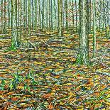 Bow Tree Winter-Noel Paine-Giclee Print