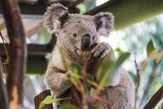 Kangaroo Eating and Looking at the Camera, Queensland, Australia Pacific-Noelia Ramon-Framed Photographic Print