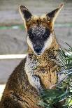 Beautiful and Awake Koala, Queensland, Australia, Pacific-Noelia Ramon-Framed Photographic Print
