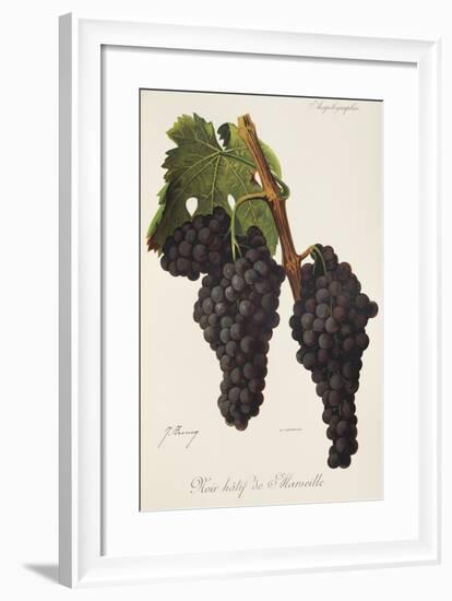 Noir Hatif De Marseille Grape-J. Troncy-Framed Giclee Print