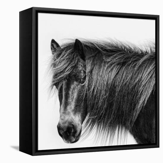 Noir Stallion-Wink Gaines-Framed Stretched Canvas