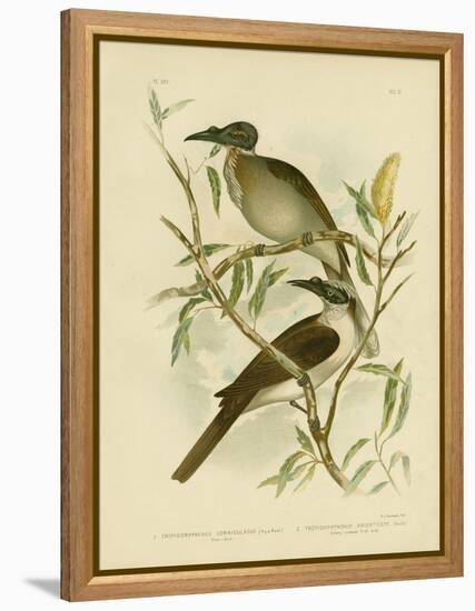 Noisy Friarbird, 1891-Gracius Broinowski-Framed Premier Image Canvas