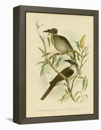 Noisy Friarbird, 1891-Gracius Broinowski-Framed Premier Image Canvas