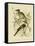 Noisy Friarbird, 1891-Gracius Broinowski-Framed Premier Image Canvas