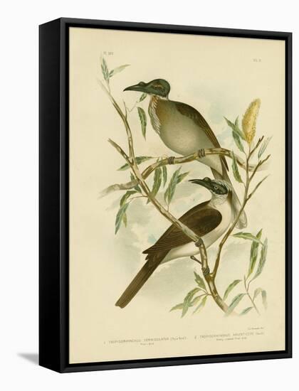 Noisy Friarbird, 1891-Gracius Broinowski-Framed Premier Image Canvas