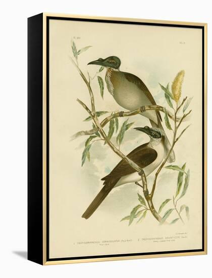 Noisy Friarbird, 1891-Gracius Broinowski-Framed Premier Image Canvas