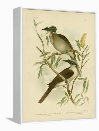 Noisy Friarbird, 1891-Gracius Broinowski-Framed Premier Image Canvas