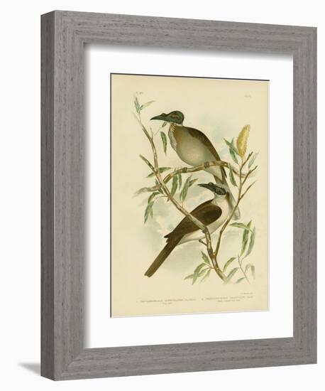 Noisy Friarbird, 1891-Gracius Broinowski-Framed Giclee Print