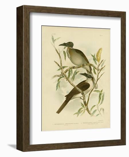 Noisy Friarbird, 1891-Gracius Broinowski-Framed Giclee Print