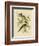 Noisy Friarbird, 1891-Gracius Broinowski-Framed Giclee Print