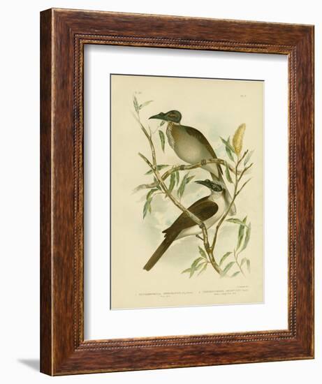 Noisy Friarbird, 1891-Gracius Broinowski-Framed Giclee Print