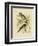 Noisy Friarbird, 1891-Gracius Broinowski-Framed Giclee Print