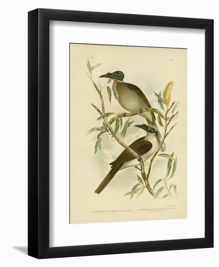 Noisy Friarbird, 1891-Gracius Broinowski-Framed Giclee Print