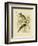 Noisy Friarbird, 1891-Gracius Broinowski-Framed Giclee Print