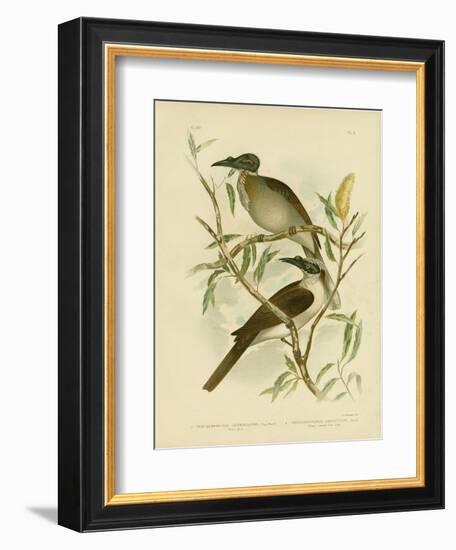 Noisy Friarbird, 1891-Gracius Broinowski-Framed Giclee Print