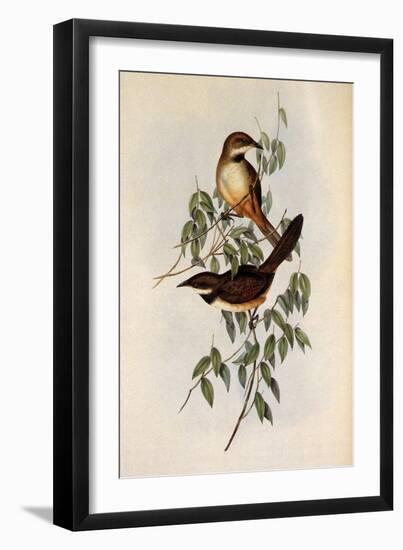 Noisy Scrub-Bird, Atrichornis Clamosus-Henry Constantine Richter-Framed Giclee Print