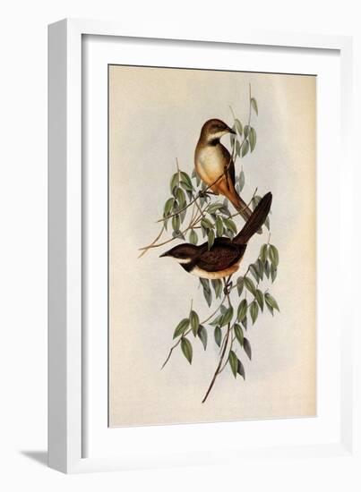 Noisy Scrub-Bird, Atrichornis Clamosus-Henry Constantine Richter-Framed Giclee Print