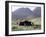 Nomad Tents, Lar Valley, Iran, Middle East-Desmond Harney-Framed Photographic Print