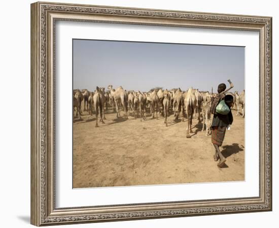 Nomadic Camel Herders Lead their Herd to a Watering Hole in Rural Somaliland, Northern Somalia-Mcconnell Andrew-Framed Photographic Print