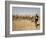 Nomadic Camel Herders Lead their Herd to a Watering Hole in Rural Somaliland, Northern Somalia-Mcconnell Andrew-Framed Photographic Print