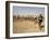 Nomadic Camel Herders Lead their Herd to a Watering Hole in Rural Somaliland, Northern Somalia-Mcconnell Andrew-Framed Photographic Print