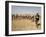 Nomadic Camel Herders Lead their Herd to a Watering Hole in Rural Somaliland, Northern Somalia-Mcconnell Andrew-Framed Photographic Print